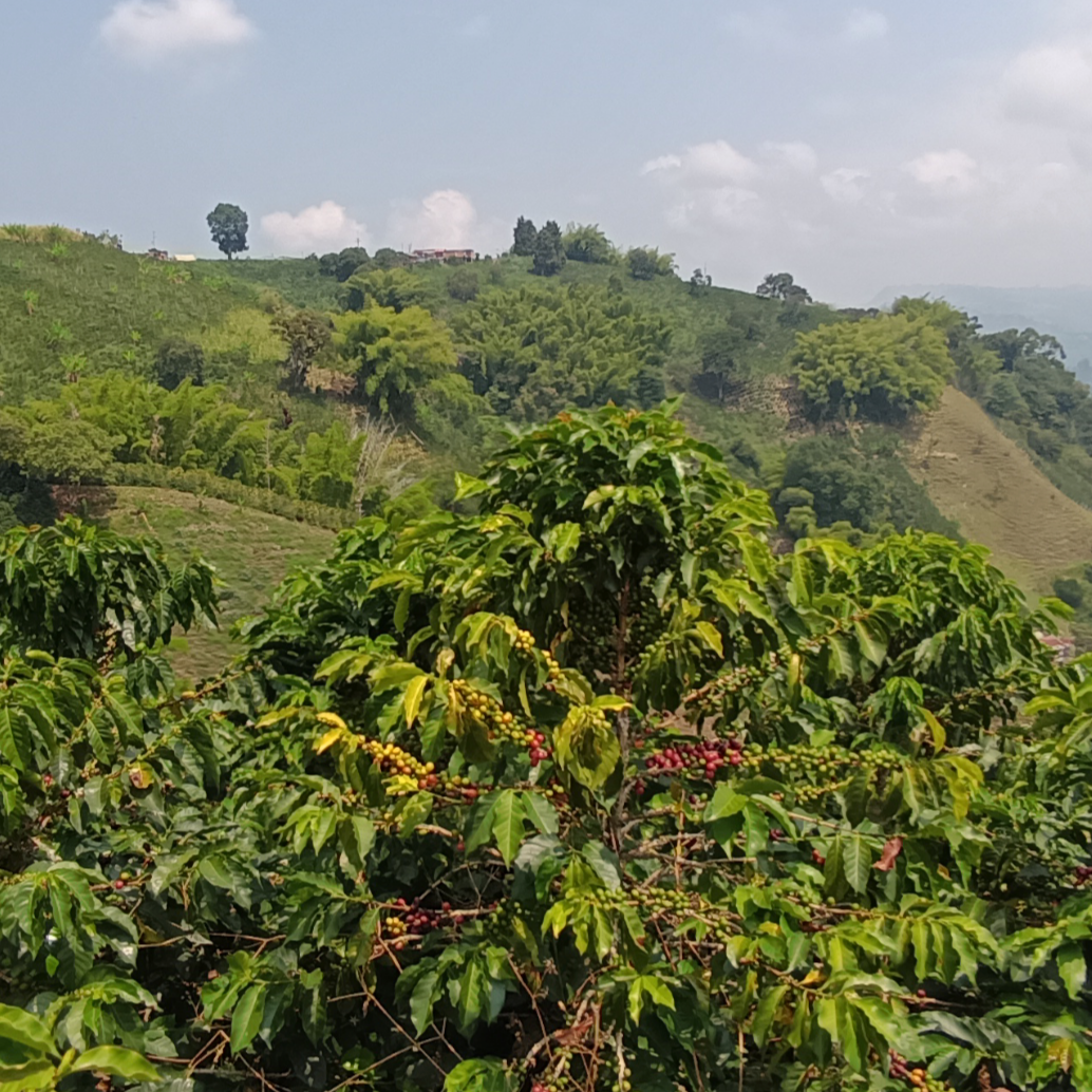 Nelson Hermida / La Morada Farm. 300Gr.