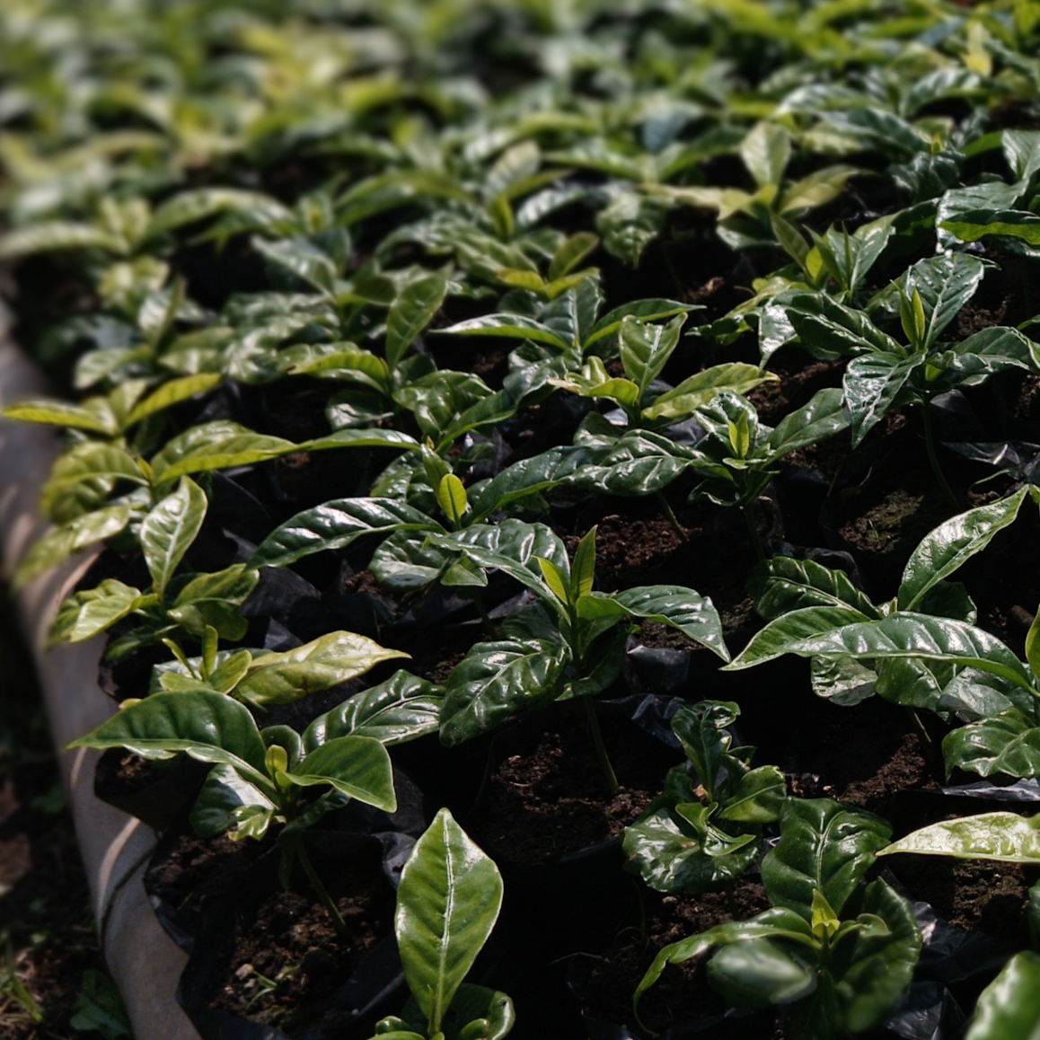 Martha Vargas / El Porvenir Farm. 300Gr.