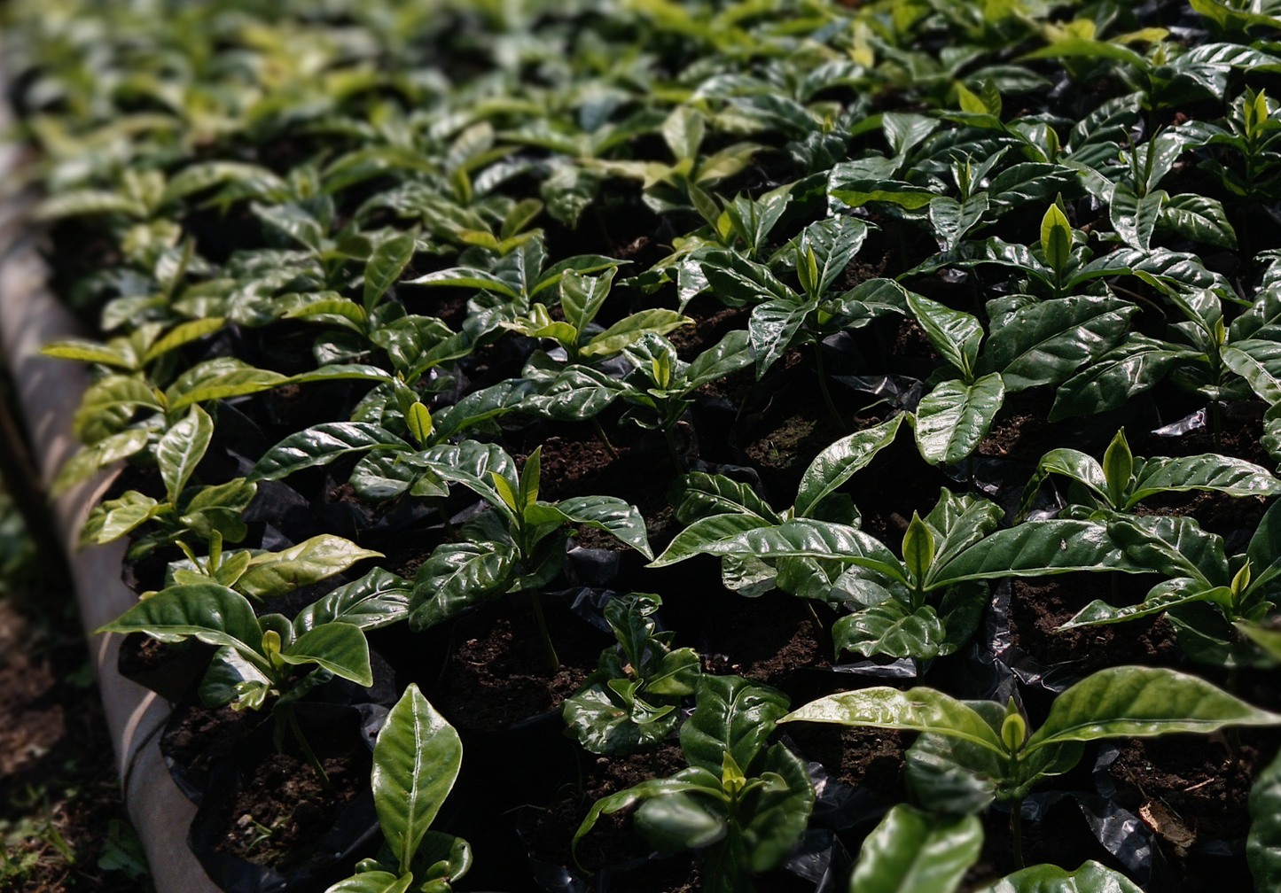 Martha Vargas / El Porvenir Farm. 300Gr.
