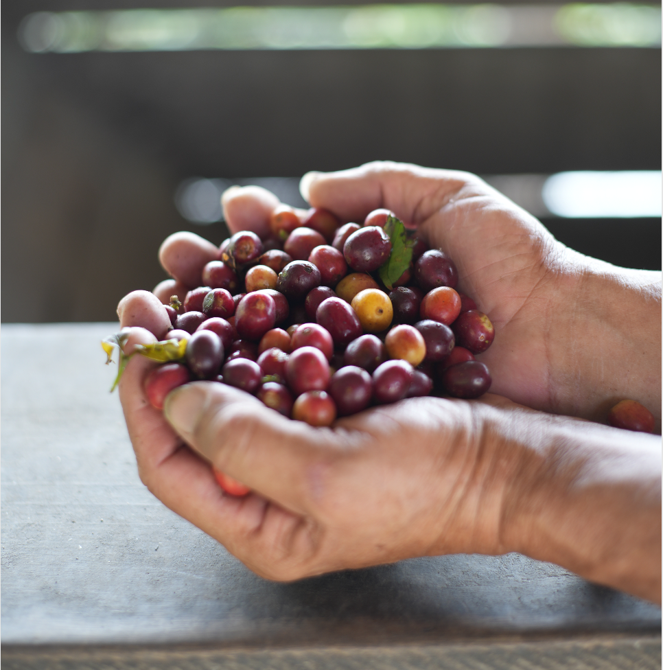 Martha Vargas / El Porvenir Farm. 300Gr.